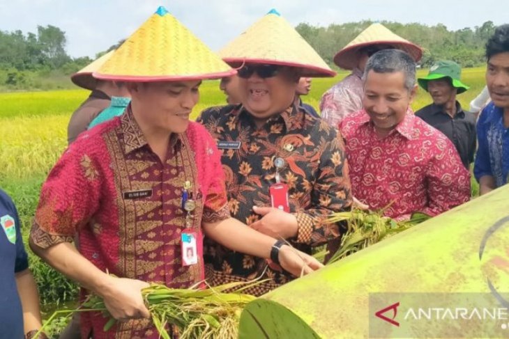 Panen raya padi di Desa Banyu Asin