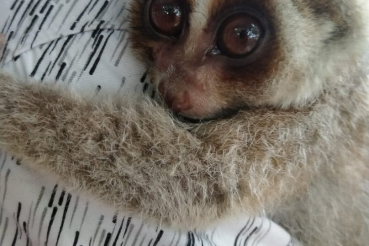 KPH Tabalong hands over protected slow loris to BKSDA