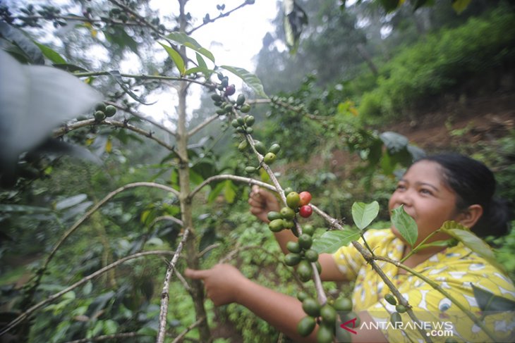 Kopi gunung Puntang 