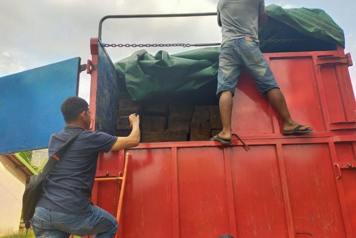 7 orang ditangkap terkait jaringan kayu ilegal di Sumsel dan Jambi, cukong buron