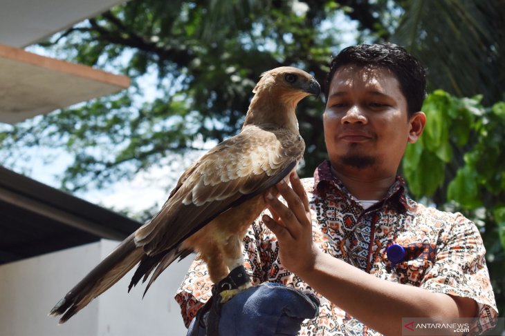 Karantina elang Jawa