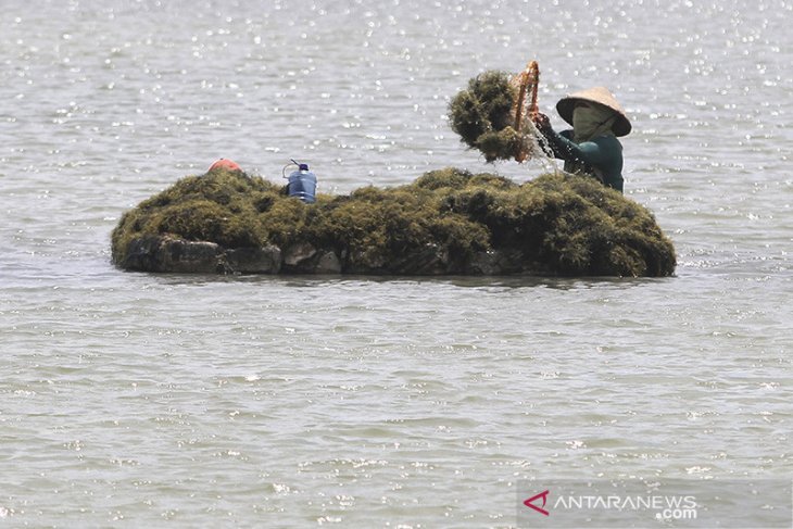 Harga rumput laut anjlok 