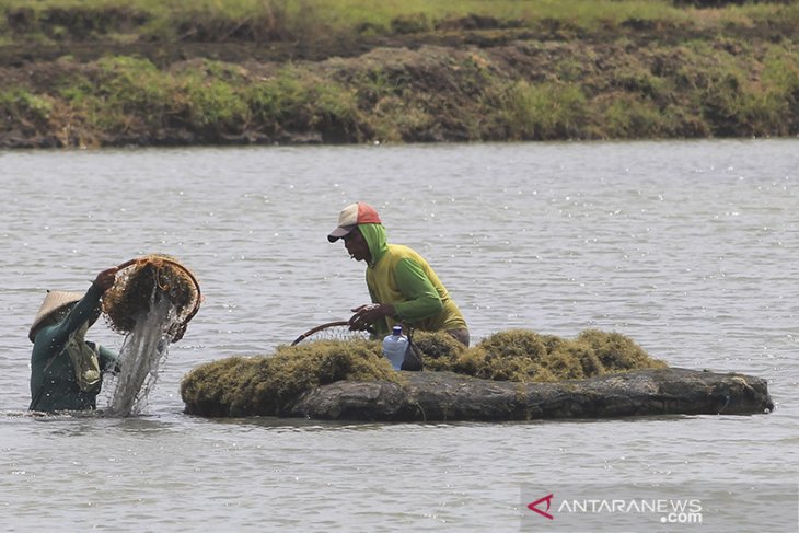 Harga rumput laut anjlok 