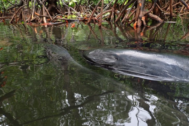Whale stranded in Raja Ampat dies