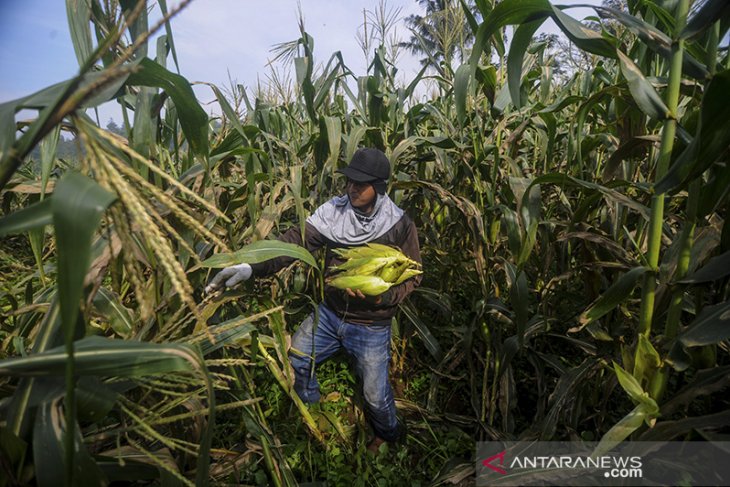 Panen raya jagung 