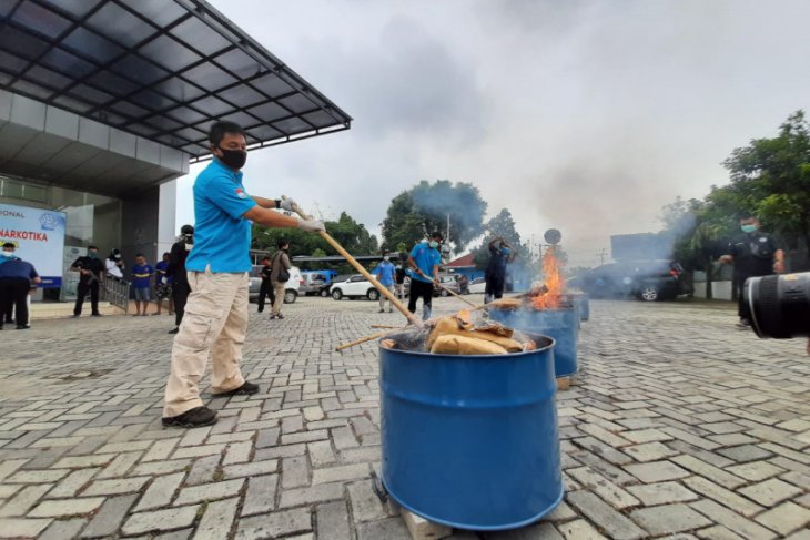 BNNP Banten musnahkan barang bukti 50 kg ganja dengan cara dibakar