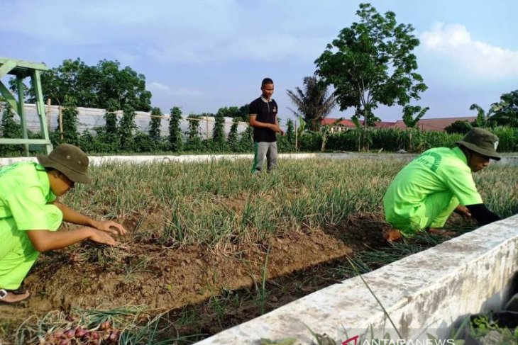 Wabah COVID-19 tak menyurutkan Mahasiswa Polbangtan Medan panen bawang merah