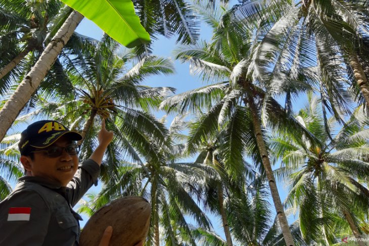 Minyak kelapa murni peluang baru di tengah COVID-19