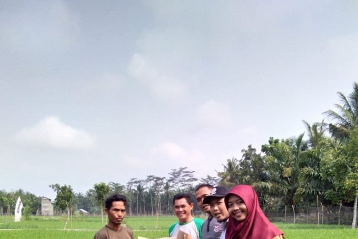 Distan Mukomuko bantu petani kendalikan penyakit padi