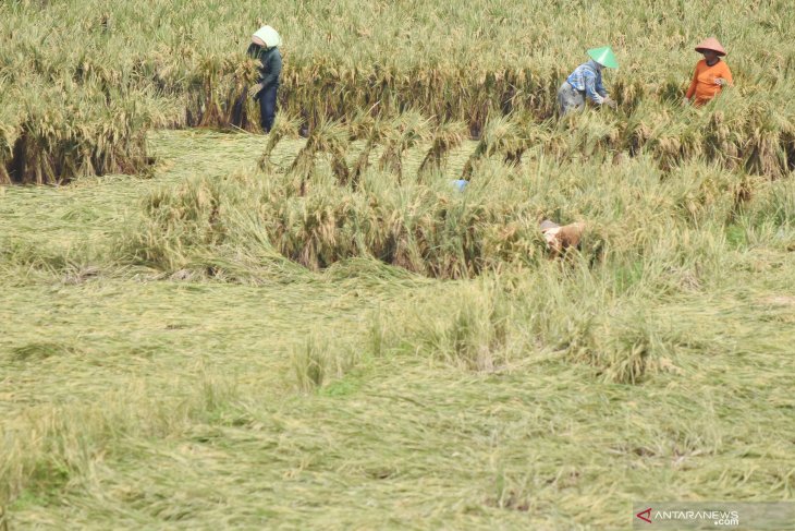 Tanaman padi roboh di Madiun