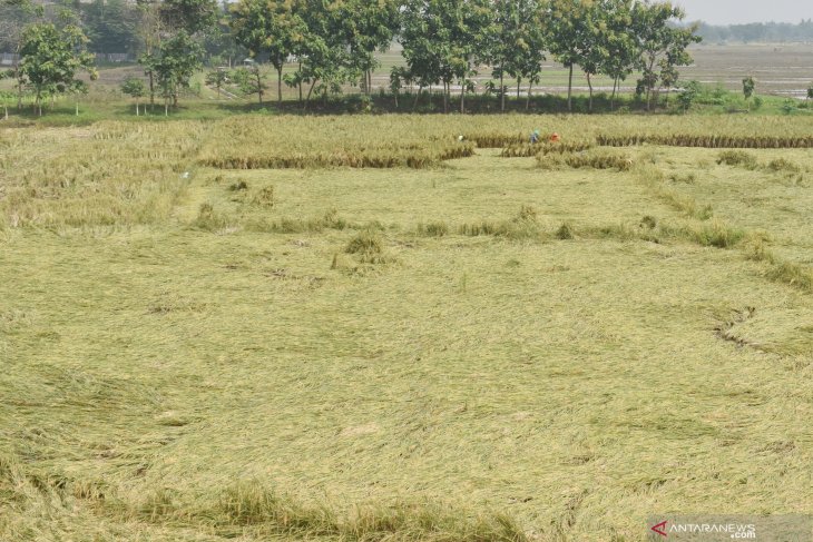 Tanaman padi roboh di Madiun