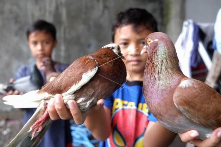 Aktivitas memelihara burung merpati