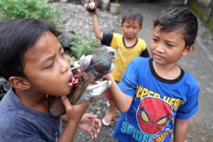 Aktivitas memelihara burung merpati