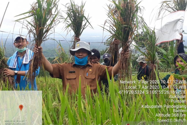 Semangat Poktan Haur Tutul lakukan panen padi ditengah wabah COVID-19