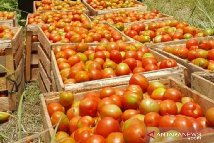 Harga tomat di Bener Meriah anjlok sampai Rp800 per kilogram - ANTARA News  Aceh