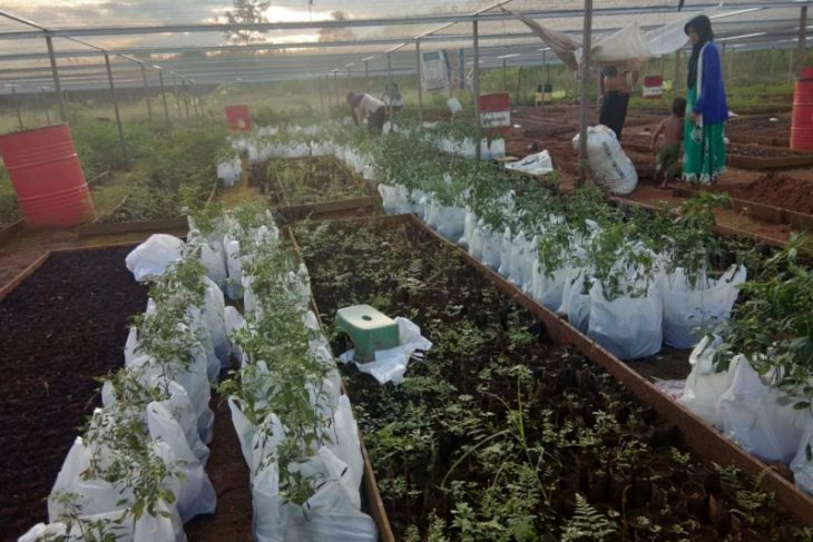 S Kalimantan's Forestry spearheads chili planting movement to tackle inflation