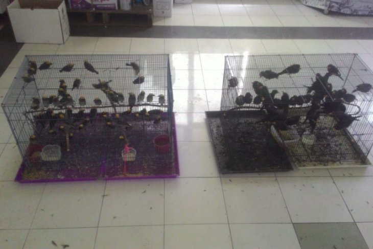 BBKP Surabaya gagalkan penyelundupan ratusan burung