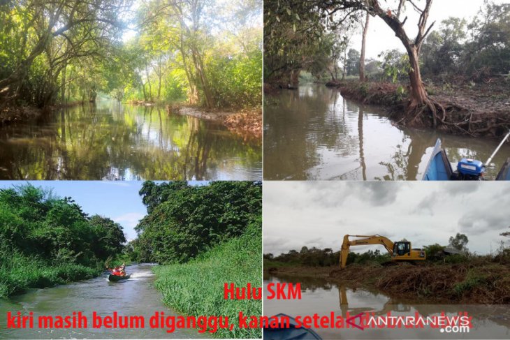 Pemerhati sungai tanam pohon  di kanopi  yang dibabat 