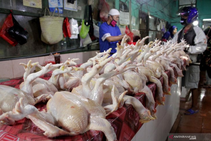 Jelang Ramadhan, harga ayam potong anjlok capai Rp17.000 ...