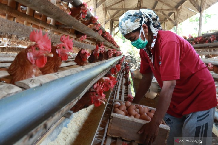 Stok Telur Ayam Jatim Aman