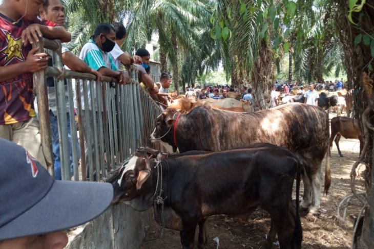 Penjualan hewan ternak jelang Ramadhan di Tamiang turun imbas COVID-19