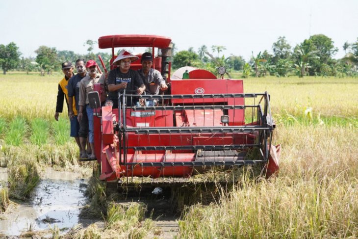 Surplus rice production predicted in South Kalimantan