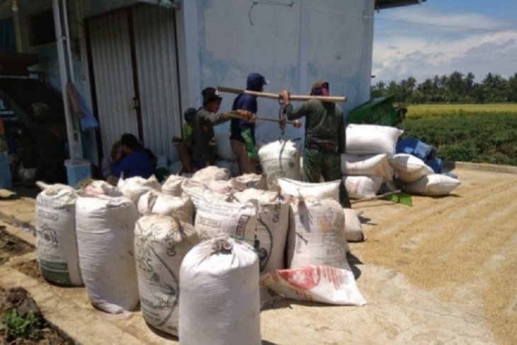 Dua vareitas unggul Inpari 32 dan 42 mampu hasilkan padi 10 ton/ha