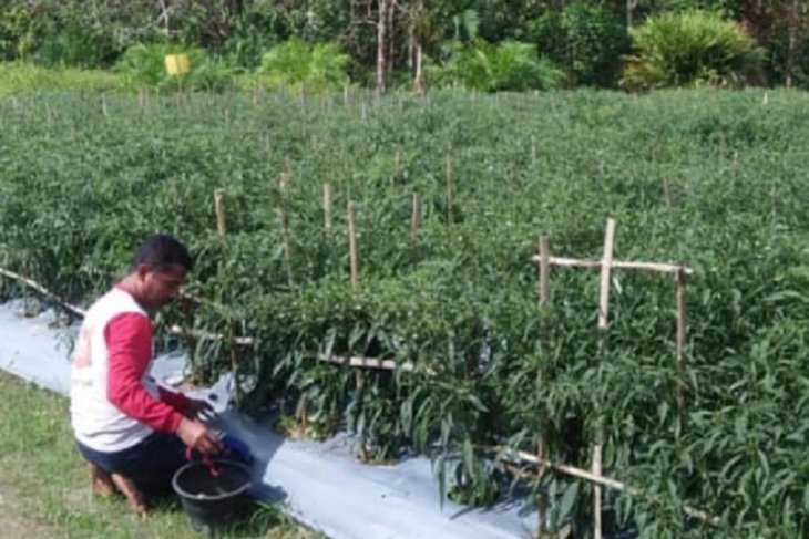 Sinergitas penyuluh dan petani Tanjabtim jaga ketahanan cabai merah