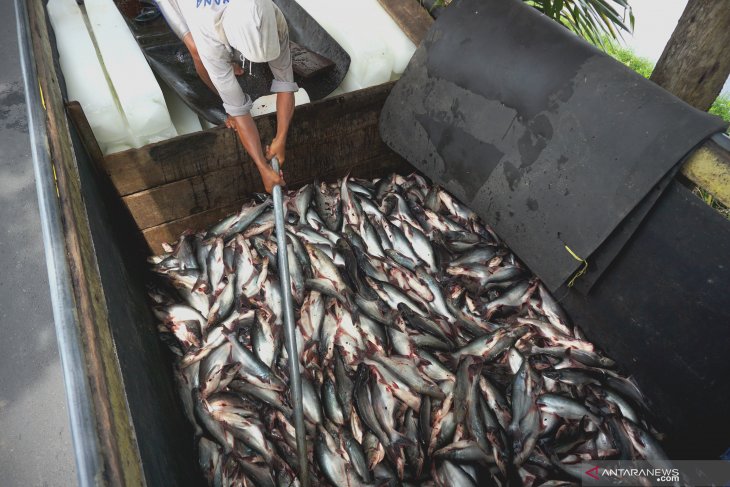 Pasar Ikan Patin Terdampak Pandemi Corona