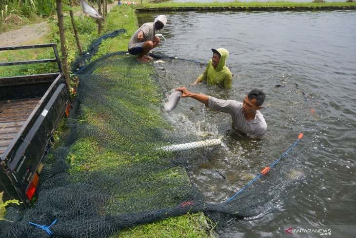 Pasar Ikan Patin Terdampak Pandemi Corona