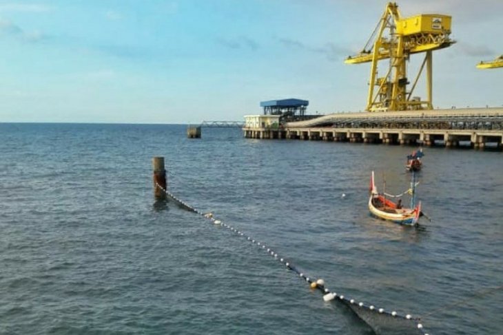Ribuan ubur-ubur mendekat ke pembangkit listrik Paiton Probolinggo