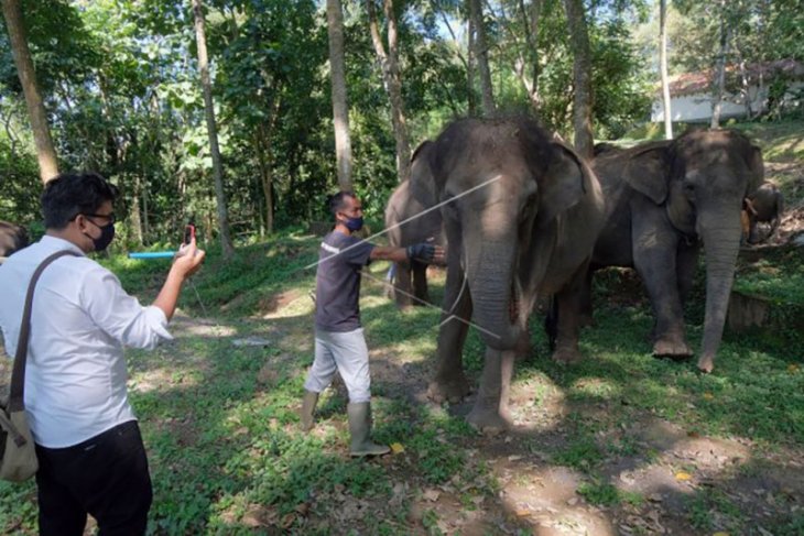 BKSDA inspeksi pemeliharaan gajah di Badung