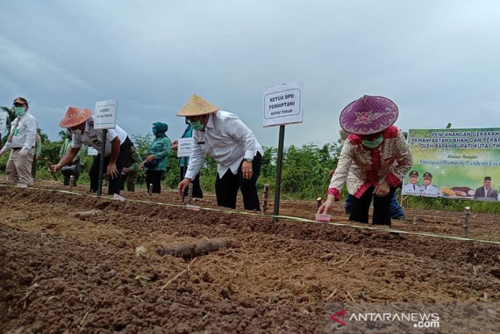 Tanam Jagung dan Singkong Antisipasi Kelangkaan Pangan Selama Pandemi COVID-19