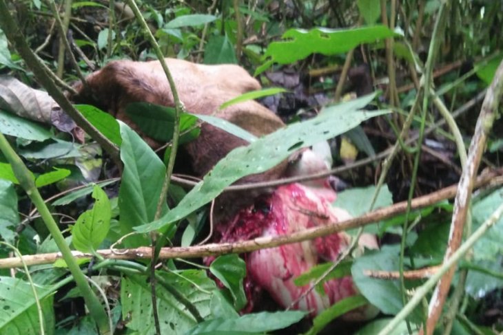 Sapi milik warga Lau Damak Bahorok Langkat dimangsa harimau