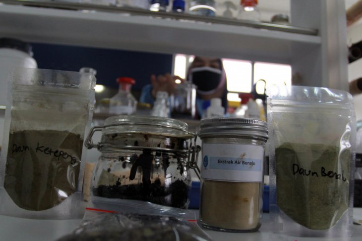 Sampel obat COVID-19 berbahan daun ketempeng badak dan benalu dikirim ke Kyoto Jepang