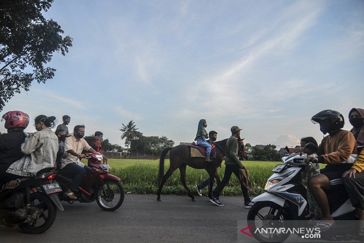 Jasa sewa kuda pacu 