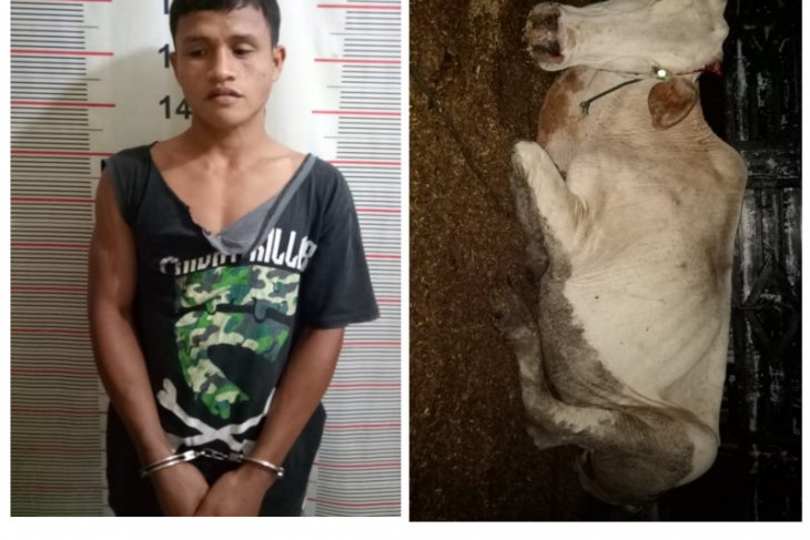 Polisi Salapian Langkat tangkap karyawan kebun pencuri lembu