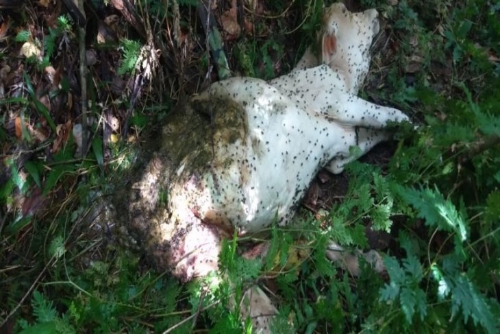 Lembu milik warga dimangsa harimau, satu mati dan satu lagi luka parah