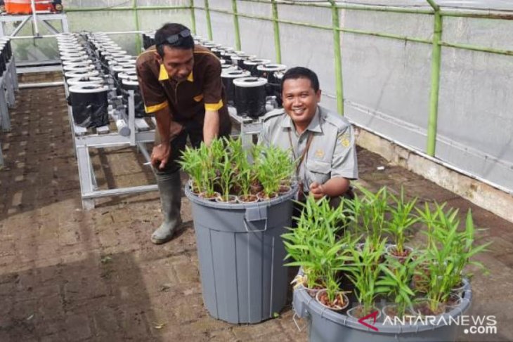Aquaponic 3M solusi ringankan beban di tengah COVID-19