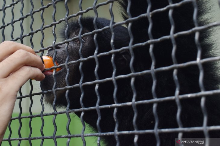 Kebun Binatang Kesulitan Biaya Operasional