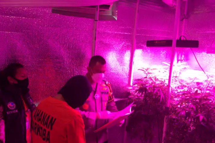 Order bibit dari Belanda, pria ini berkebun ganja di rumahnya