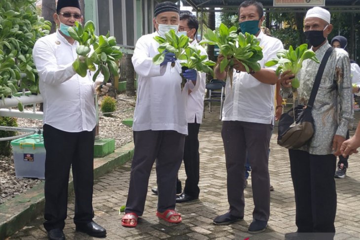 Bupati dan Ketua TP-PKK panen sayur hidroponik