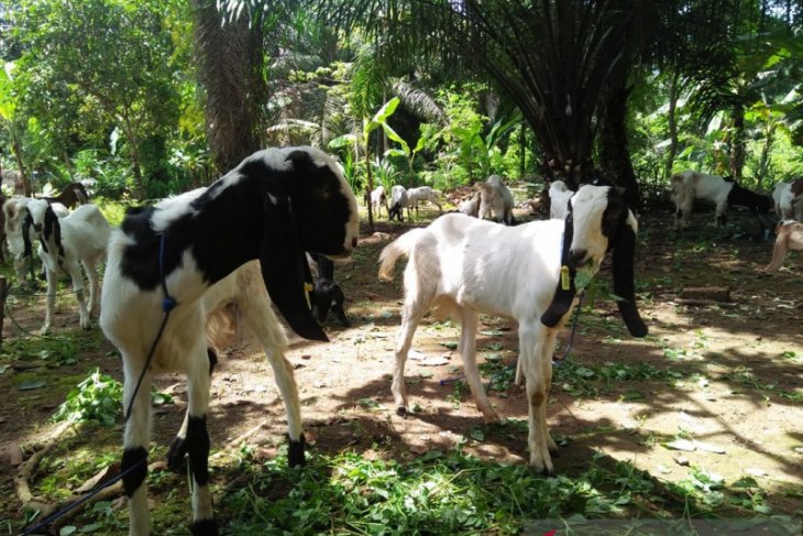 Mukomuko hentikan program pembelian kambing etawa