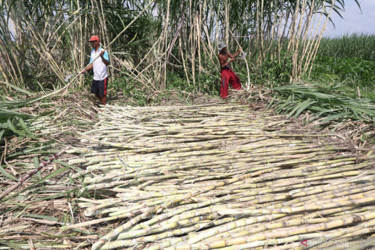 Panen tebu untuk minuman