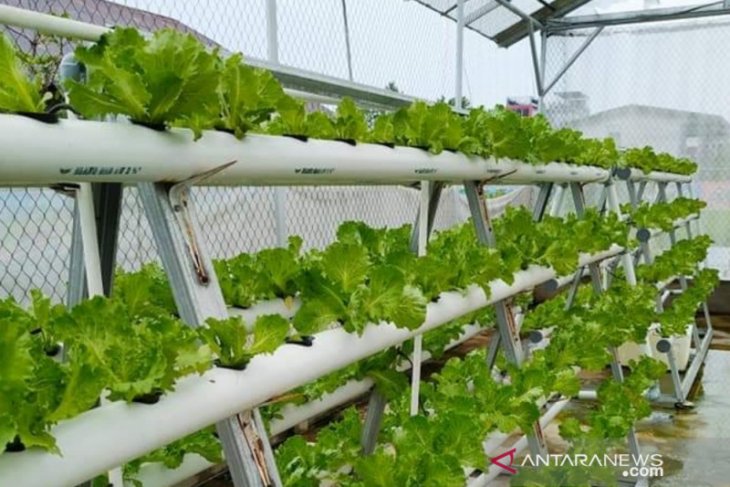  Bertanam  sayuran hidroponik solusi tetap aman saat pendemi 