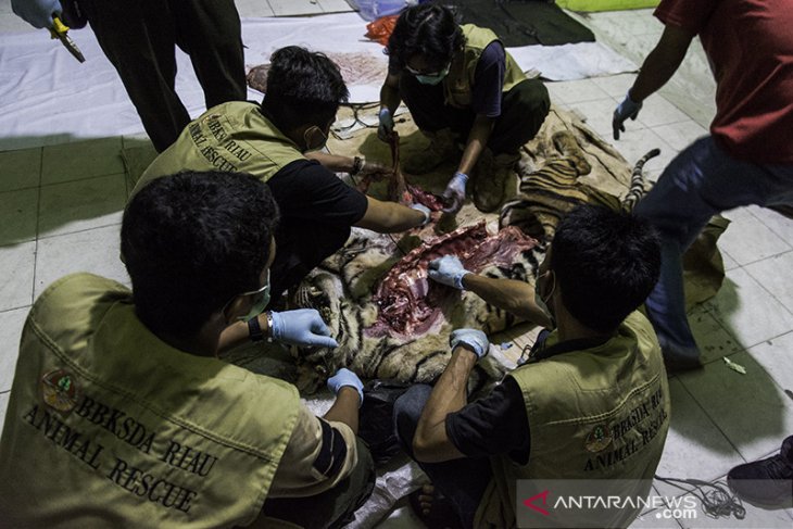 H-5 sebelum Lebaran, seekor harimau sumatera mati dijerat pemburu