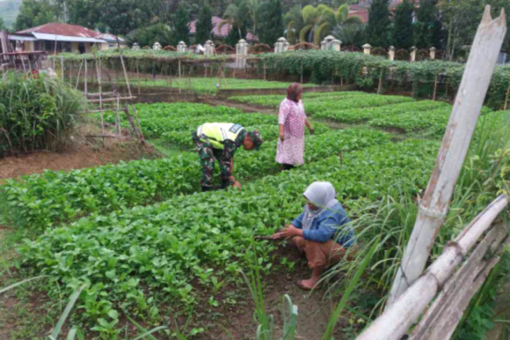 Babinsa Desa Ulu Air dampingi petani demi ketahanan pangan