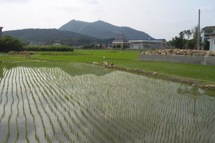 Petani harus terus diberi semangat untuk produksi pangan saat pandemi