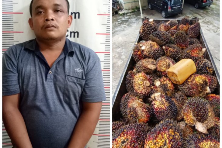 Saat warga berlebaran, Jarwo curi sawit tujuh ton ditangkap Polisi Salapian Langkat