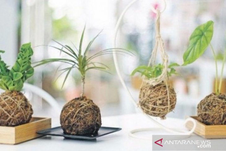 Teknik menanam tanpa pot ala Jepang